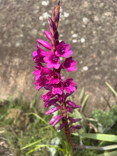 Watsonia pulchra (Natal watsonia) — photo