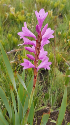 Watsonia pulchra