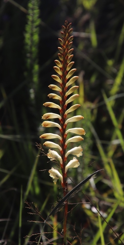 Watsonia watsonioides (Bugle lily) — photo
