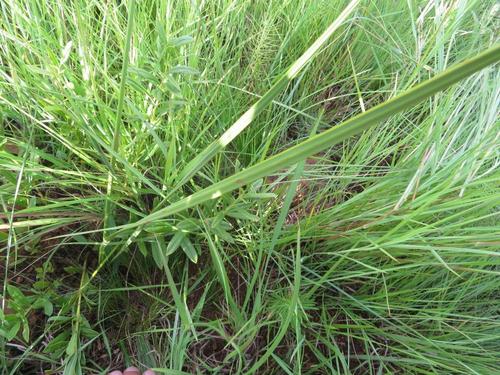 Watsonia watsonioides (Bugle lily) — photo