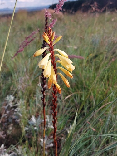 Watsonia watsonioides