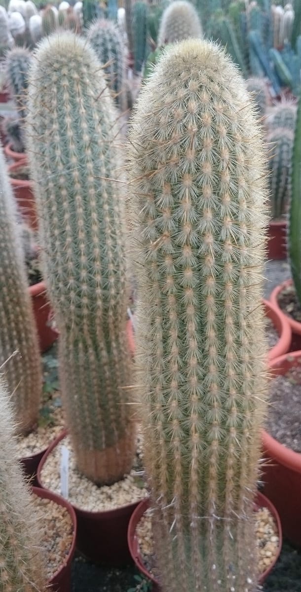 Weberbauerocereus winterianus (Golden column) — photo