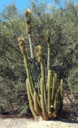 Weberbauerocereus winterianus