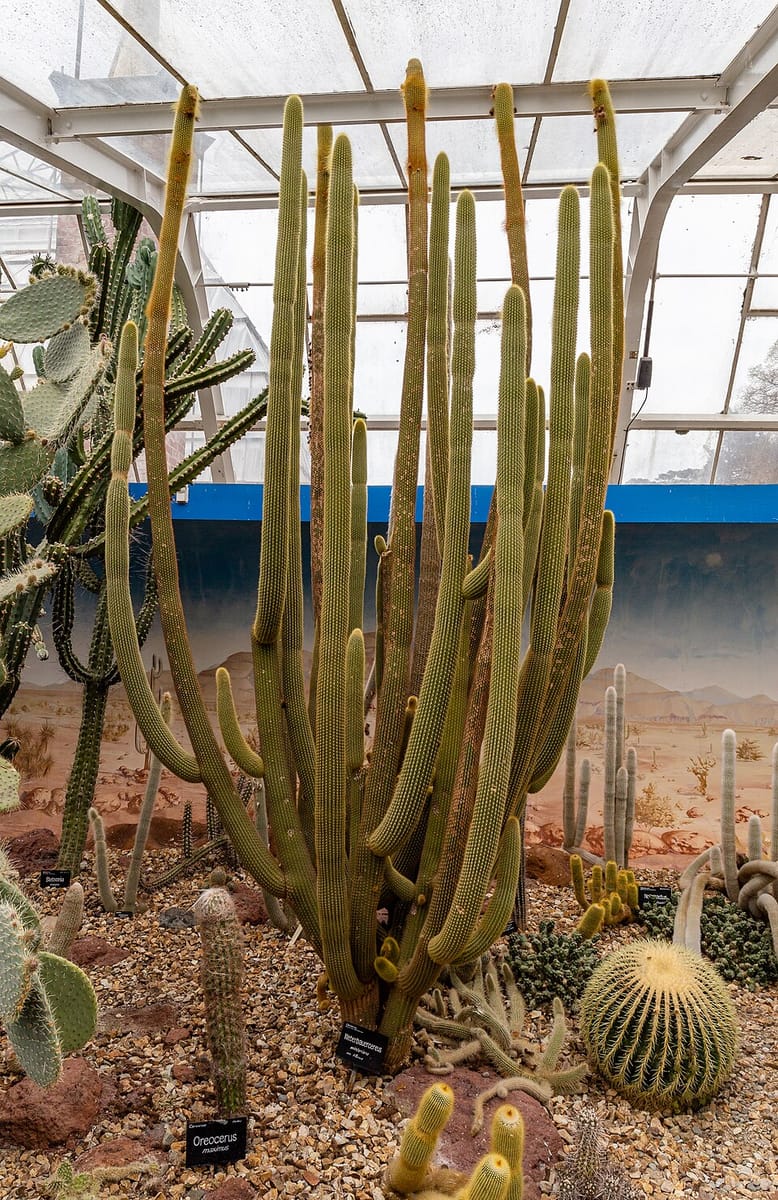Weberbauerocereus winterianus (Golden column) — photo