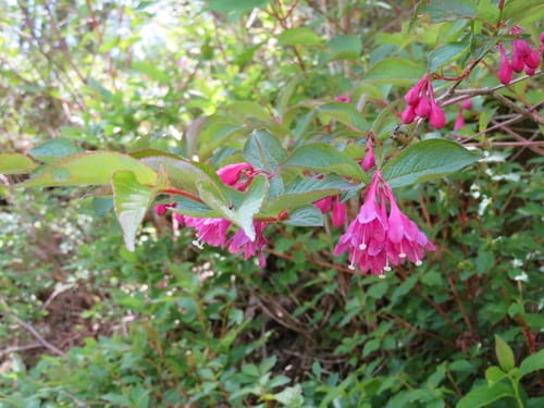 Weigela floribunda (Crimson Weigela) — photo