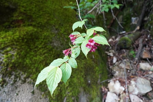 Weigela floribunda (Crimson Weigela) — photo
