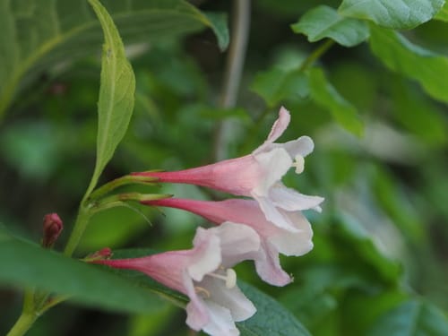 Weigela hortensis — photo