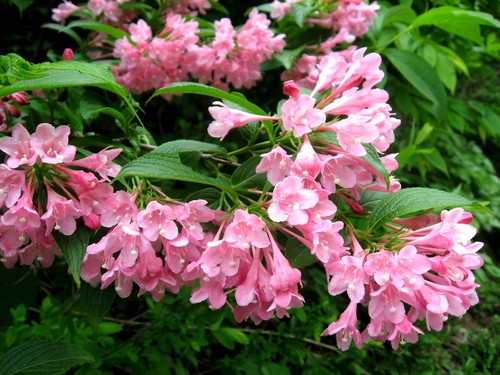 Weigela hortensis