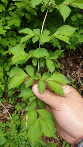 Weigela subsessilis — photo