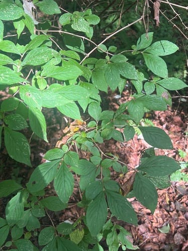 Weigela subsessilis — photo