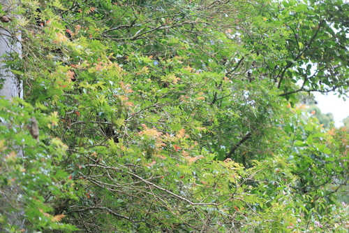 Weinmannia fraxinea (Wein tree) — photo
