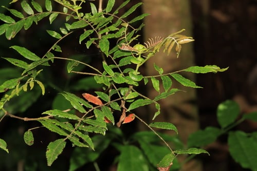 Weinmannia fraxinea