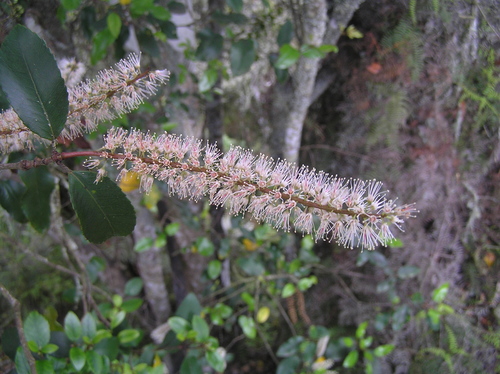 Weinmannia racemosa (Kamahi) — photo