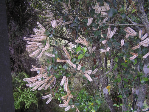 Weinmannia racemosa (Kamahi) — photo