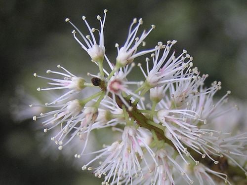 Weinmannia racemosa
