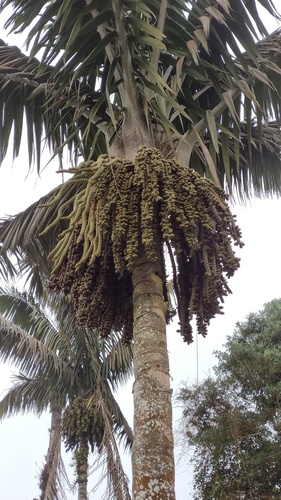Welfia regia (Royal welfia) — photo