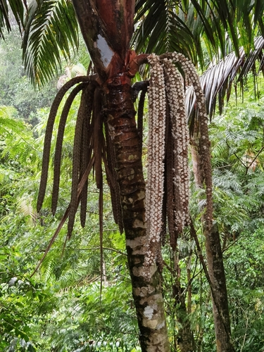 Welfia regia (Royal welfia) — photo