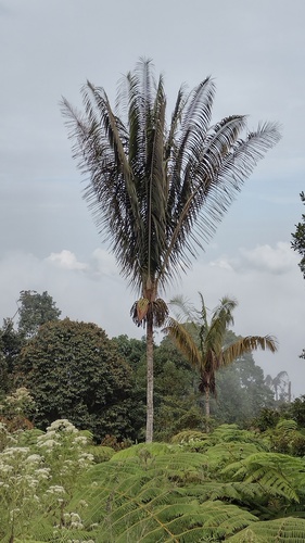 Welfia regia