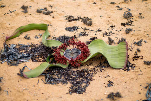 Welwitschia mirabilis (Welwitschia) — photo