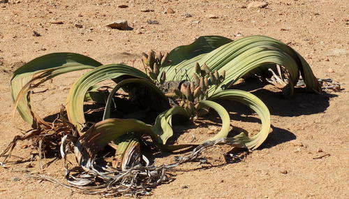 Welwitschia mirabilis (Welwitschia) — photo