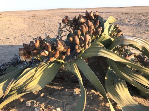 Welwitschiaceae