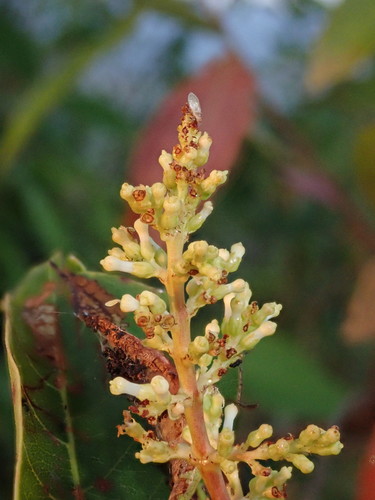 Wendlandia glabrata — photo