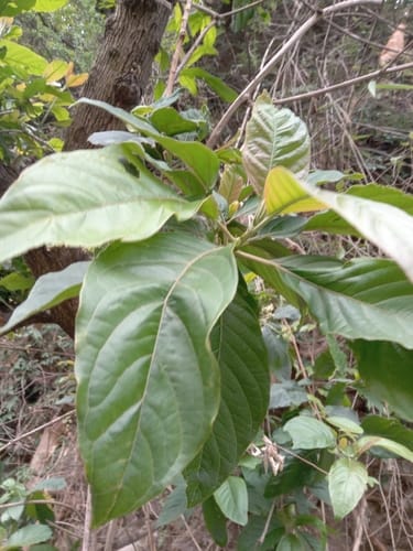 Wendlandia heynei — photo
