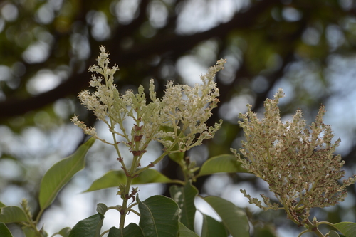 Wendlandia heynei