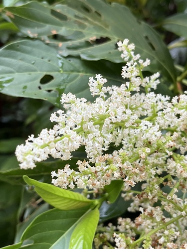 Wendlandia luzoniensis (Ladew) — photo