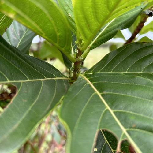 Wendlandia luzoniensis (Ladew) — photo