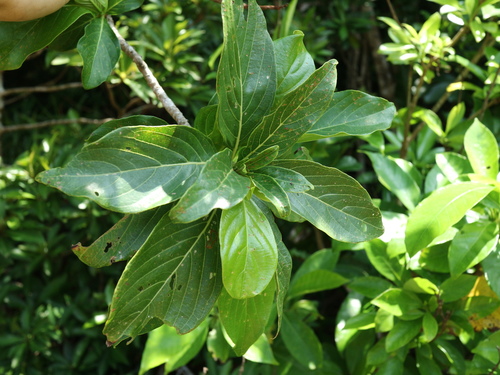 Wendlandia luzoniensis
