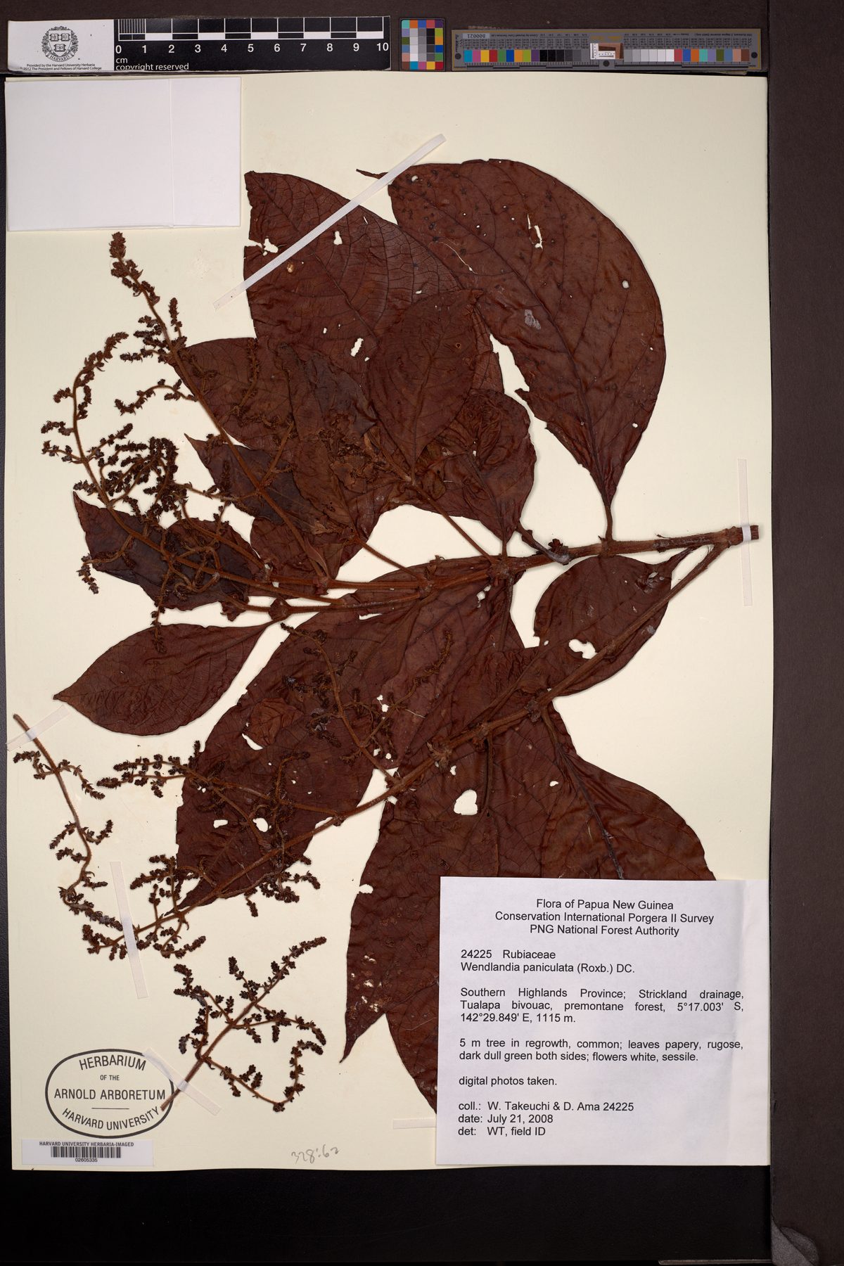 Wendlandia paniculata (Uthum) — photo