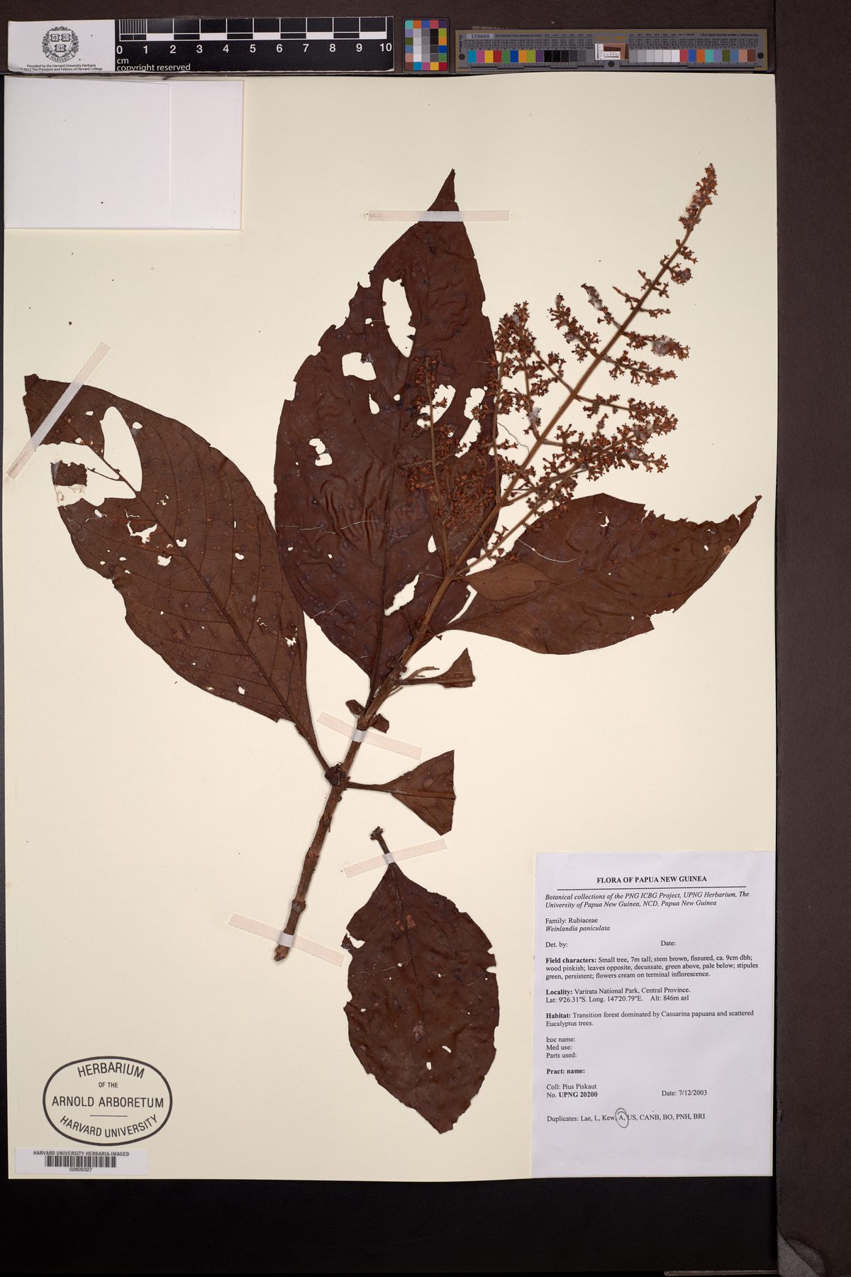 Wendlandia paniculata (Uthum) — photo