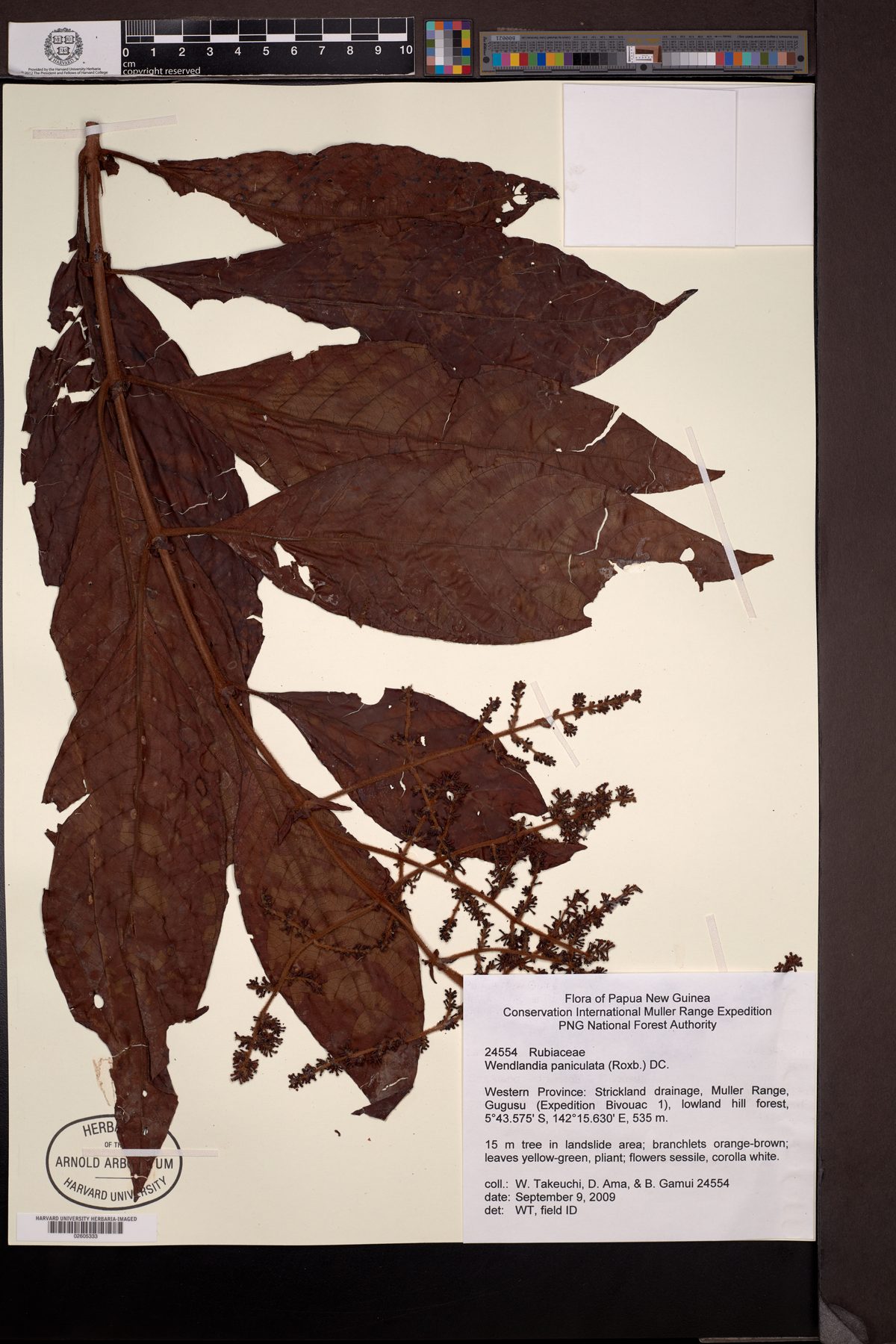 Wendlandia paniculata (Uthum) — photo