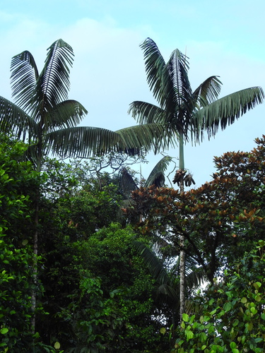 Wettinia maynensis (Wettinia palm) — photo