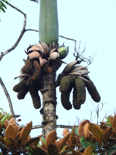 Wettinia maynensis (Wettinia palm) — photo