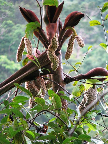 Wettinia quinaria