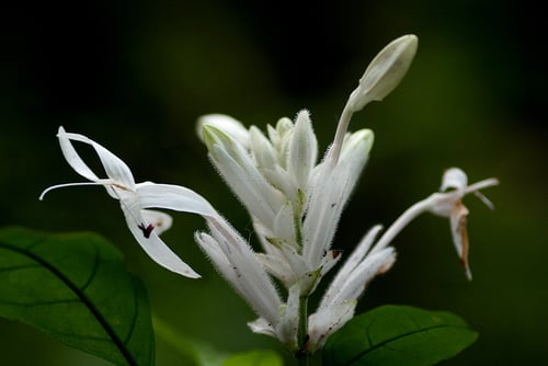Whitfieldia elongata — photo