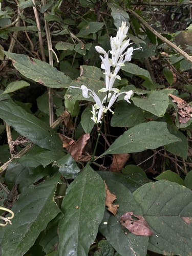 Whitfieldia elongata — photo