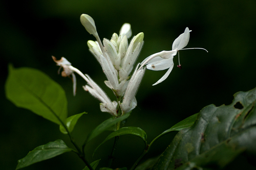 Whitfieldia elongata