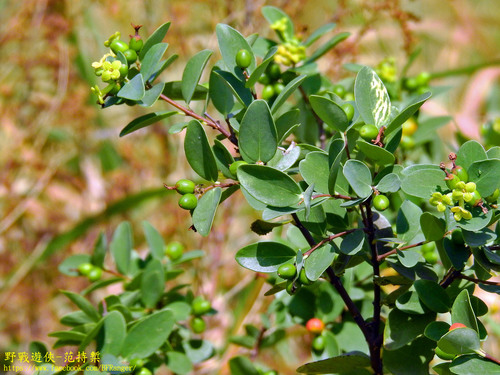 Wikstroemia indica (Tiebush) — photo
