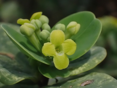 Wikstroemia indica (Tiebush) — photo