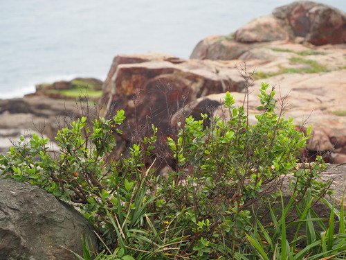 Wikstroemia indica
