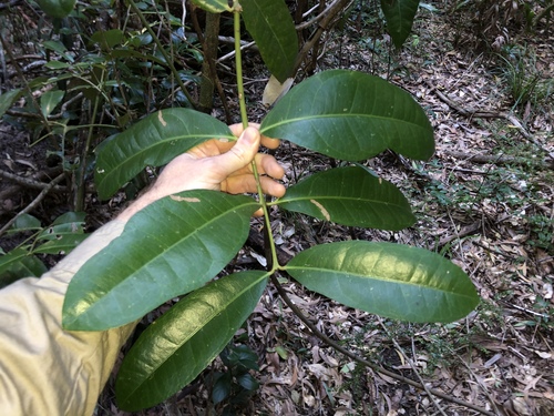 Wilkiea macrophylla (Large-leaved wilkiea) — photo