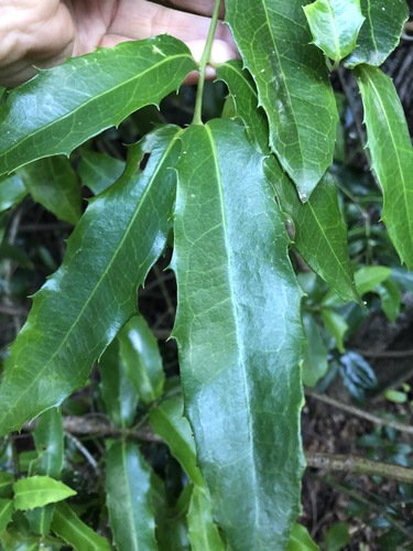Wilkiea macrophylla (Large-leaved wilkiea) — photo