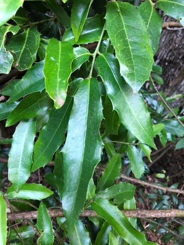 Wilkiea macrophylla