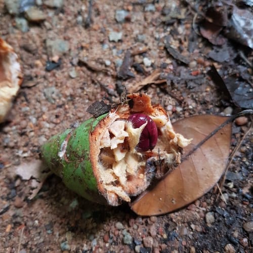 Willughbeia coriacea (Heaven fruit) — photo