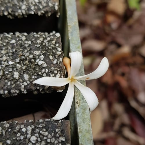 Willughbeia tenuiflora — photo