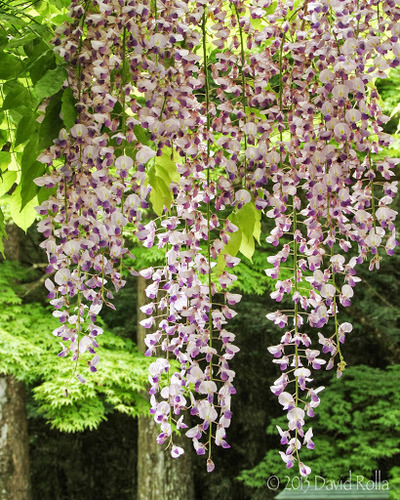 Wisteria floribunda