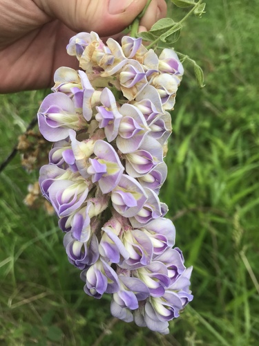 Wisteria frutescens